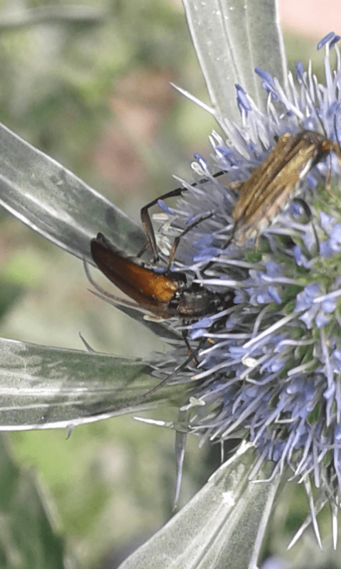 Cerambycidae: maschio di Stenurella melanura